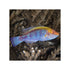 files/indonesia-live-stock-lubbock-fairy-wrasse-cirrhilabrus-lubbocki-40678666240230.jpg