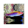 Indonesia LIVE STOCK Lubbock Fairy Wrasse - (Cirrhilabrus Lubbocki)