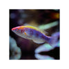 Indonesia LIVE STOCK Lubbock Fairy Wrasse - (Cirrhilabrus Lubbocki)