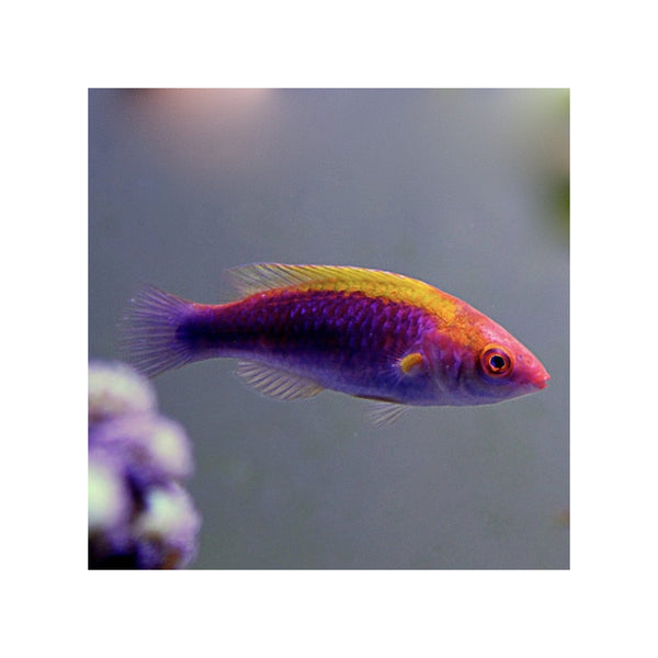 Indonesia LIVE STOCK Lubbock Fairy Wrasse - (Cirrhilabrus Lubbocki)