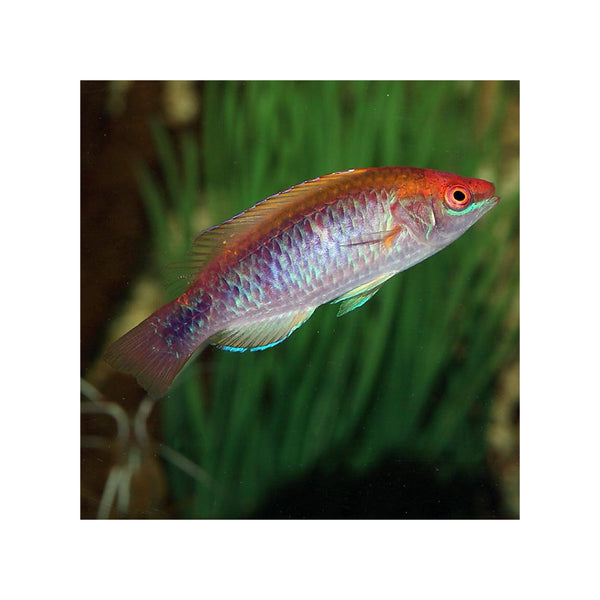 Indonesia LIVE STOCK Lubbock Fairy Wrasse - (Cirrhilabrus Lubbocki)