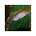 files/indonesia-live-stock-lubbock-fairy-wrasse-cirrhilabrus-lubbocki-40678736199910.jpg