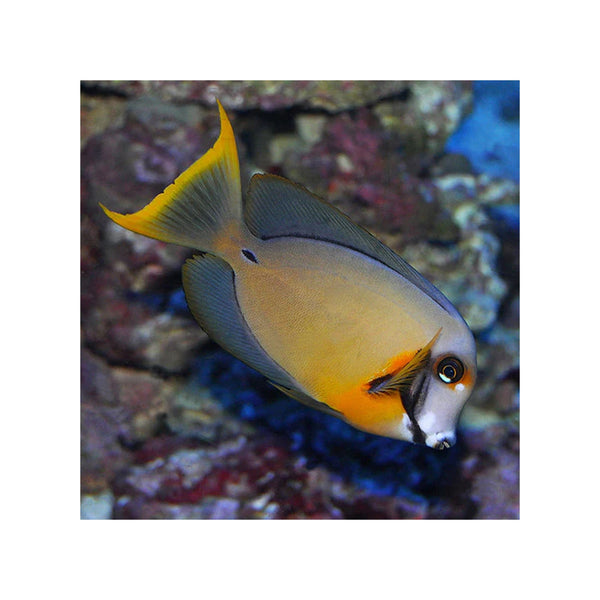 Indonesia LIVE STOCK Mimic Lemon Peel Tang - (Acanthurus pyroferus)