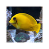 Indonesia LIVE STOCK Mimic Lemon Peel Tang - (Acanthurus pyroferus)