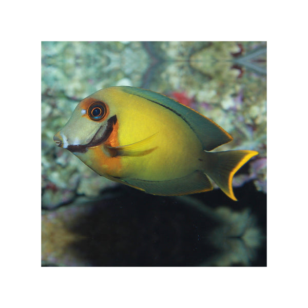 Indonesia LIVE STOCK Mimic Lemon Peel Tang - (Acanthurus pyroferus)