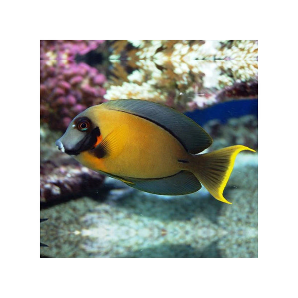 Indonesia LIVE STOCK Mimic Lemon Peel Tang - (Acanthurus pyroferus)