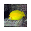 Indonesia LIVE STOCK Mimic Lemon Peel Tang - (Acanthurus pyroferus)