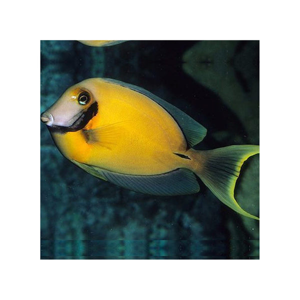 Indonesia LIVE STOCK Mimic Lemon Peel Tang - (Acanthurus pyroferus)