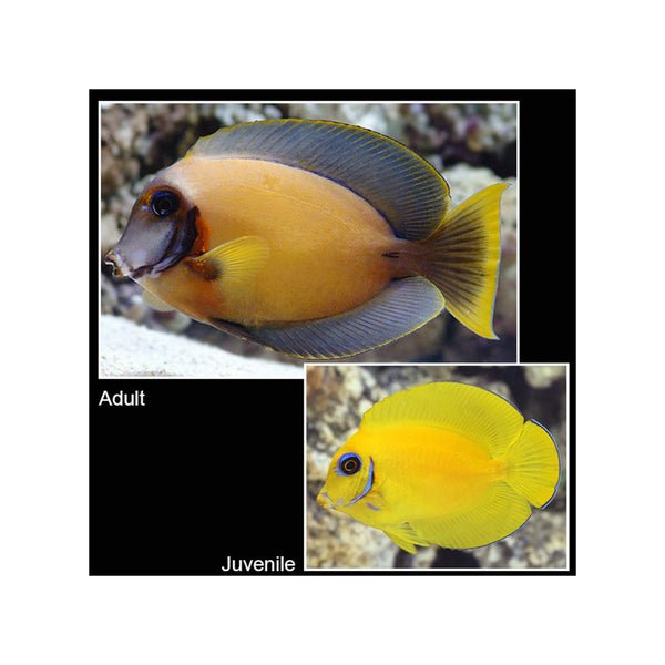 Indonesia LIVE STOCK Mimic Lemon Peel Tang - (Acanthurus pyroferus)