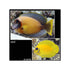 files/indonesia-live-stock-mimic-lemon-peel-tang-acanthurus-pyroferus-40714537533670.jpg