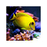 Indonesia LIVE STOCK Mimic Lemon Peel Tang - (Acanthurus pyroferus)