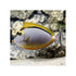 Indonesia LIVE STOCK Naso Elegans - Orange-Spine Unicornfish