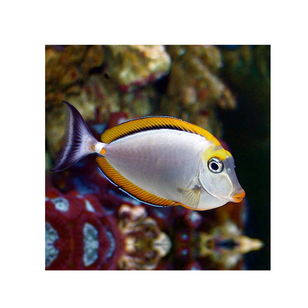 Indonesia LIVE STOCK Naso Elegans - Orange-Spine Unicornfish