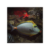 Indonesia LIVE STOCK Naso Elegans - Orange-Spine Unicornfish