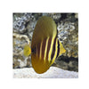 Indonesia LIVE STOCK Pacific Sailfin Tang -  (Zebrasoma Veliferum)