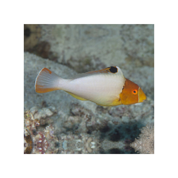 Indonesia LIVE STOCK Parrot Cetoscarus Bicolor - Bicolor Parrotfish