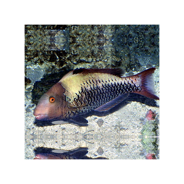 Indonesia LIVE STOCK Parrot Cetoscarus Bicolor - Bicolor Parrotfish