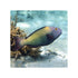 files/indonesia-live-stock-parrot-cetoscarus-bicolor-bicolor-parrotfish-40715110514918.jpg