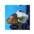 files/indonesia-live-stock-parrot-cetoscarus-bicolor-bicolor-parrotfish-40715110580454.jpg