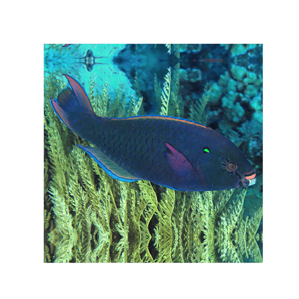 Indonesia LIVE STOCK Parrot Dusky Parrotfish - (Scarus Niger)