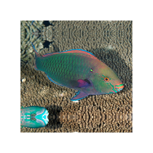 Indonesia LIVE STOCK Parrot Dusky Parrotfish - (Scarus Niger)