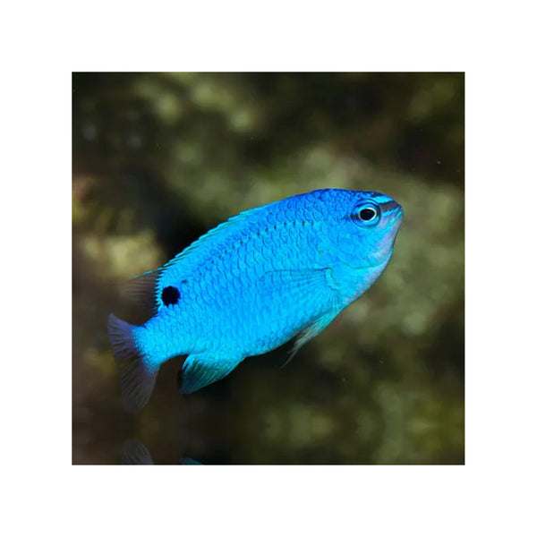 Indonesia LIVE STOCK Pomacentrus Caeruleus - Blue Damsel