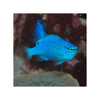 Indonesia LIVE STOCK Pomacentrus Caeruleus - Blue Damsel