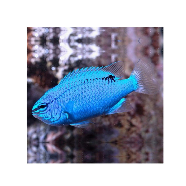 Indonesia LIVE STOCK Pomacentrus Caeruleus - Blue Damsel