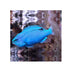 files/indonesia-live-stock-pomacentrus-caeruleus-blue-damsel-40759358685414.jpg