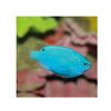 Indonesia LIVE STOCK Pomacentrus Caeruleus - Blue Damsel