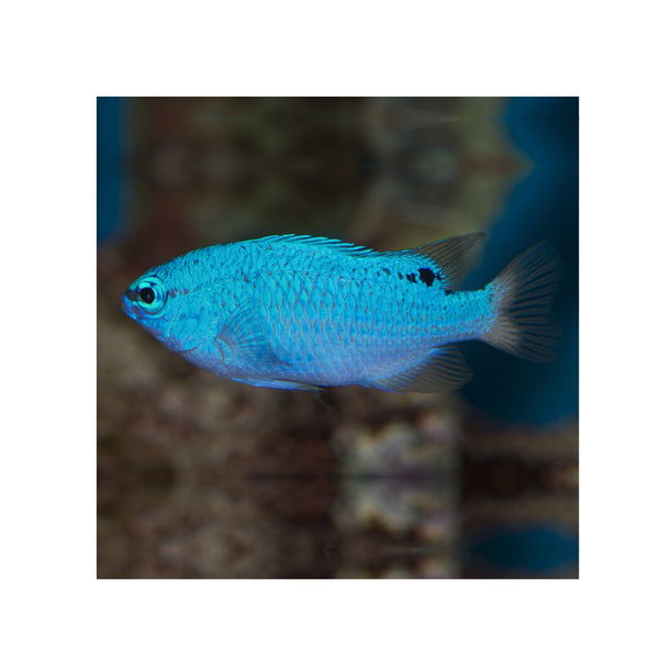 Indonesia LIVE STOCK Pomacentrus Caeruleus - Blue Damsel