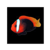 Indonesia LIVE STOCK Red Tomato Clown - (Amphiprion Frenatus)