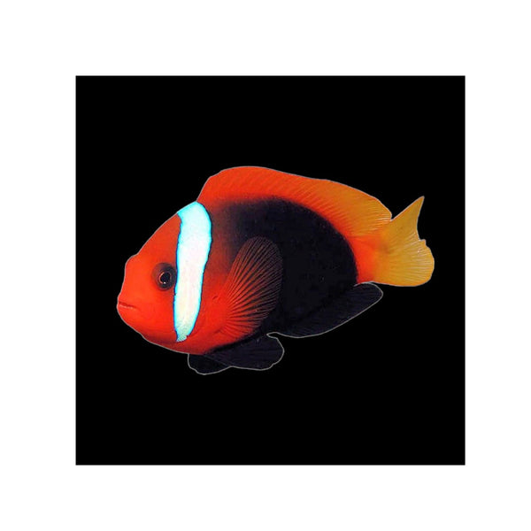 Indonesia LIVE STOCK Red Tomato Clown - (Amphiprion Frenatus)