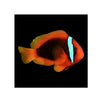 Indonesia LIVE STOCK Red Tomato Clown - (Amphiprion Frenatus)