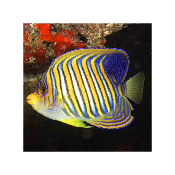 Indonesia LIVE STOCK Regal Angelfish - (Pygoplites diacanthus) EXPERT ONLY