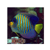 Indonesia LIVE STOCK Regal Angelfish - (Pygoplites diacanthus) EXPERT ONLY