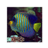 files/indonesia-live-stock-regal-angelfish-pygoplites-diacanthus-expert-only-40743964573926.jpg