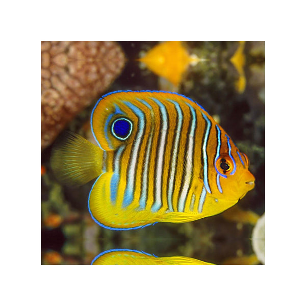 Indonesia LIVE STOCK Regal Angelfish - (Pygoplites diacanthus) EXPERT ONLY