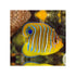 files/indonesia-live-stock-regal-angelfish-pygoplites-diacanthus-expert-only-40743964606694.jpg