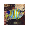 Indonesia LIVE STOCK Regal Angelfish - (Pygoplites diacanthus) EXPERT ONLY