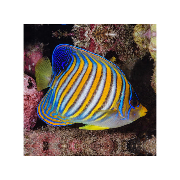 Indonesia LIVE STOCK Regal Angelfish - (Pygoplites diacanthus) EXPERT ONLY