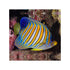 files/indonesia-live-stock-regal-angelfish-pygoplites-diacanthus-expert-only-40743964836070.jpg