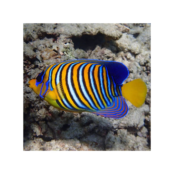 Indonesia LIVE STOCK Regal Angelfish - (Pygoplites diacanthus) EXPERT ONLY