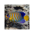 files/indonesia-live-stock-regal-angelfish-pygoplites-diacanthus-expert-only-40743964868838.jpg