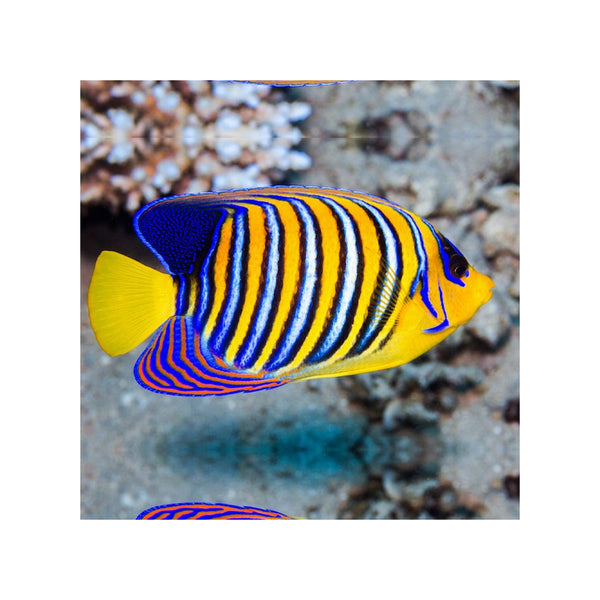 Indonesia LIVE STOCK Regal Angelfish - (Pygoplites diacanthus) EXPERT ONLY