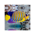 files/indonesia-live-stock-regal-angelfish-pygoplites-diacanthus-expert-only-40743964901606.jpg