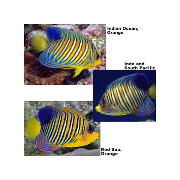 Indonesia LIVE STOCK Regal Angelfish - (Pygoplites diacanthus) EXPERT ONLY