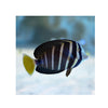 Indonesia LIVE STOCK Sailfin Tang -  (Zebrasoma Veliferum)