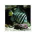 files/indonesia-live-stock-sailfin-tang-zebrasoma-veliferum-40548524720358.jpg