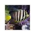 files/indonesia-live-stock-sailfin-tang-zebrasoma-veliferum-40548524753126.jpg